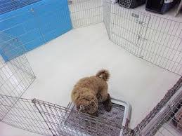 Image result for 生理現象ラキ