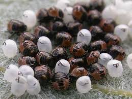 Attēlu rezultāti vaicājumam “Palomena prasina nymph”