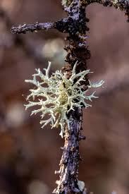 Attēlu rezultāti vaicājumam “Evernia mesomorpha”