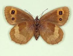 Attēlu rezultāti vaicājumam “Erebia aethiops underside”
