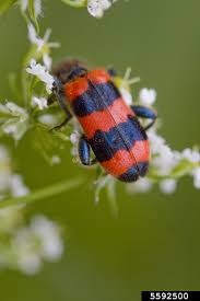 Attēlu rezultāti vaicājumam “Trichodes apiarius”