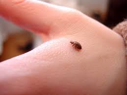 Image result for bed bug bites
