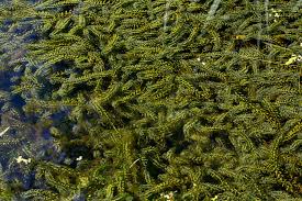 Attēlu rezultāti vaicājumam “Elodea canadensis”