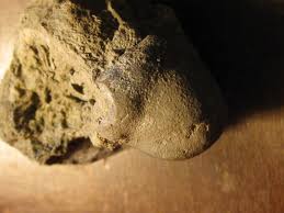 Attēlu rezultāti vaicājumam “Laccognathus panderi”