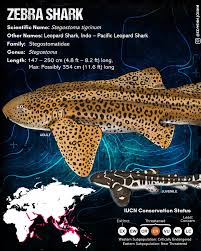 Image result for Stegostoma tigrinum