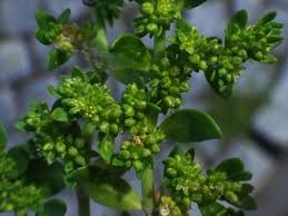 Attēlu rezultāti vaicājumam “Herniaria glabra flower”