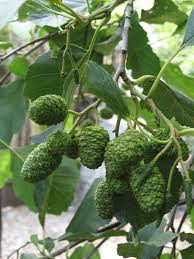 Attēlu rezultāti vaicājumam “Alnus glutinosa”