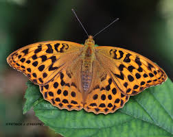 Attēlu rezultāti vaicājumam “Argynnis paphia larva”