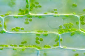 Attēlu rezultāti vaicājumam “Elodea canadensis leaf”