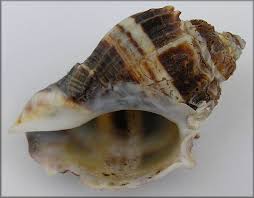 Image result for Melongena corona