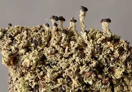 Attēlu rezultāti vaicājumam “Cladonia parasitica”