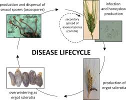 Attēlu rezultāti vaicājumam “Claviceps purpurea”