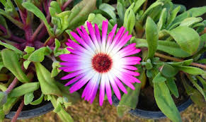 Image result for Mesembryanthemum criniflorum
