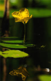 Image result for Seekanne