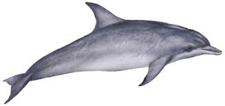Image result for Tursiops truncatus