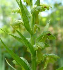 Attēlu rezultāti vaicājumam “Coeloglossum viride flower”