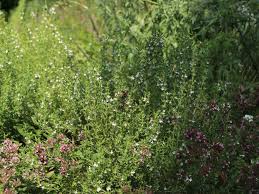 Image result for Bohnenkraut