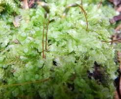 Attēlu rezultāti vaicājumam “Jungermannia leiantha”