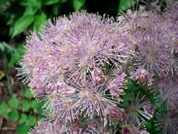 Attēlu rezultāti vaicājumam “Thalictrum aquilegifolium fruit”