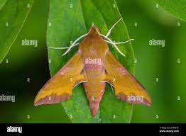 Attēlu rezultāti vaicājumam “Deilephila porcellus”