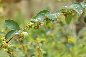 Attēlu rezultāti vaicājumam “Symphoricarpos albus fruit”