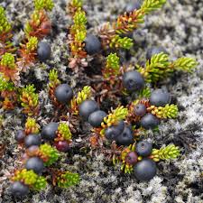Attēlu rezultāti vaicājumam “Empetrum nigrum fruit”