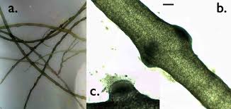 Attēlu rezultāti vaicājumam “Lemanea fluviatilis”