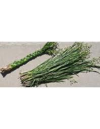 Attēlu rezultāti vaicājumam “Hierochloe odorata”