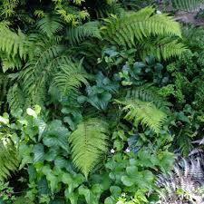 Attēlu rezultāti vaicājumam “Polystichum braunii”