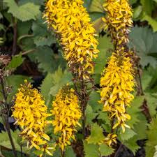 Attēlu rezultāti vaicājumam “Lignydium muscorum young”