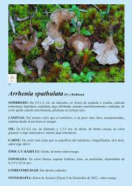 Attēlu rezultāti vaicājumam “Arrhenia spatulata”