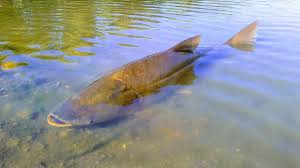 Image result for Cyprinus multitaeniatus
