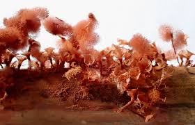 Attēlu rezultāti vaicājumam “Lycogala epidendrum aggr. plasmodium”