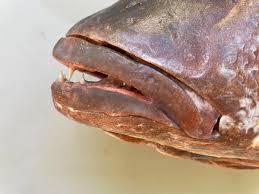 Image result for Lutjanus novemfasciatus