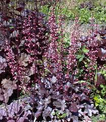 Image result for HEUCHERA americana 'Palace Purple Auslese'