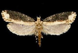 Attēlu rezultāti vaicājumam “Scardia boletella”