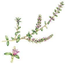 Attēlu rezultāti vaicājumam “Glaux maritima flower”