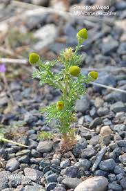 Attēlu rezultāti vaicājumam “Matricaria discoidea leaf”