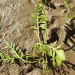 Attēlu rezultāti vaicājumam “Rorippa sylvestris leaf”