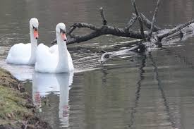 Image result for Sussex Swans