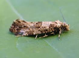 Attēlu rezultāti vaicājumam “Morophaga choragella”