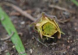 Attēlu rezultāti vaicājumam “Trientalis europaea bud”