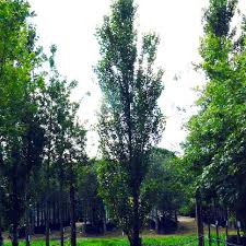 Attēlu rezultāti vaicājumam “Populus nigra Italica”