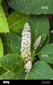 Attēlu rezultāti vaicājumam “Phytolacca acinosa leaf”