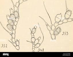 Attēlu rezultāti vaicājumam “Bulbochaete mirabilis”