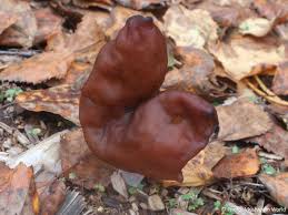 Attēlu rezultāti vaicājumam “Gyromitra infula”