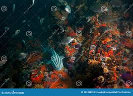 Image result for Poroderma africanum