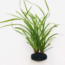 「扭蘭」的圖片搜尋結果