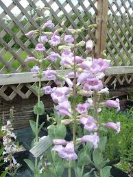 Image result for Penstemon