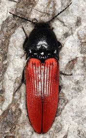 Attēlu rezultāti vaicājumam “Ampedus sanguineus”